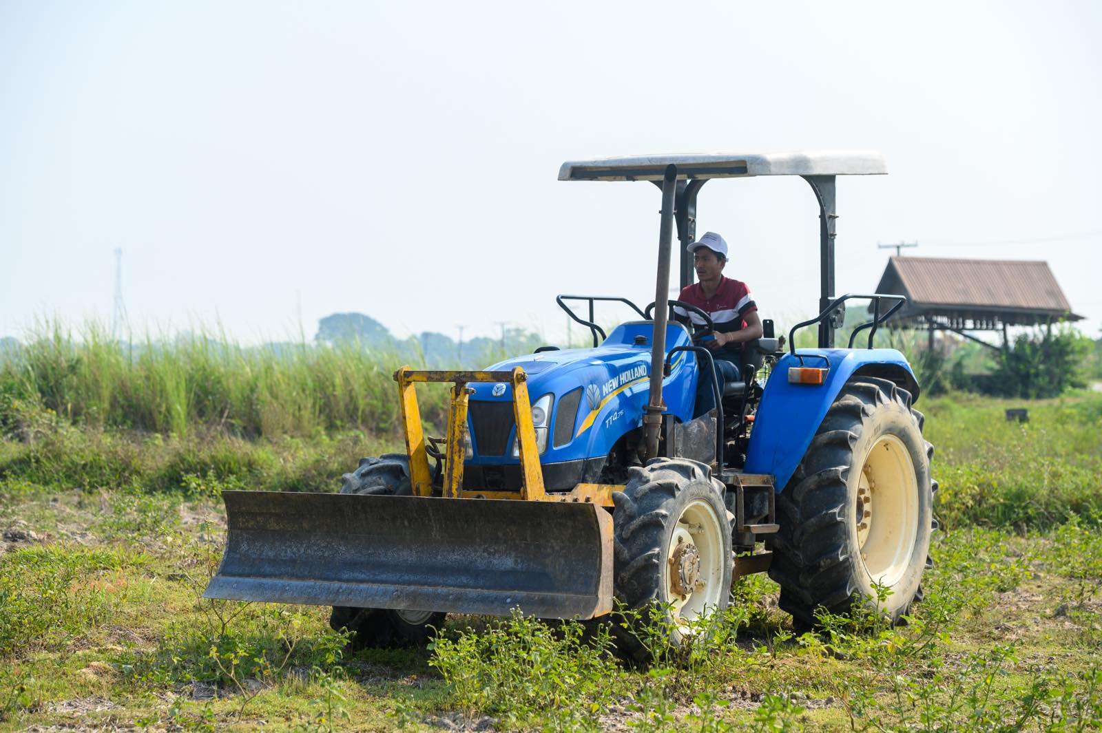 Monsoon agriculture season at Phayargyi branch