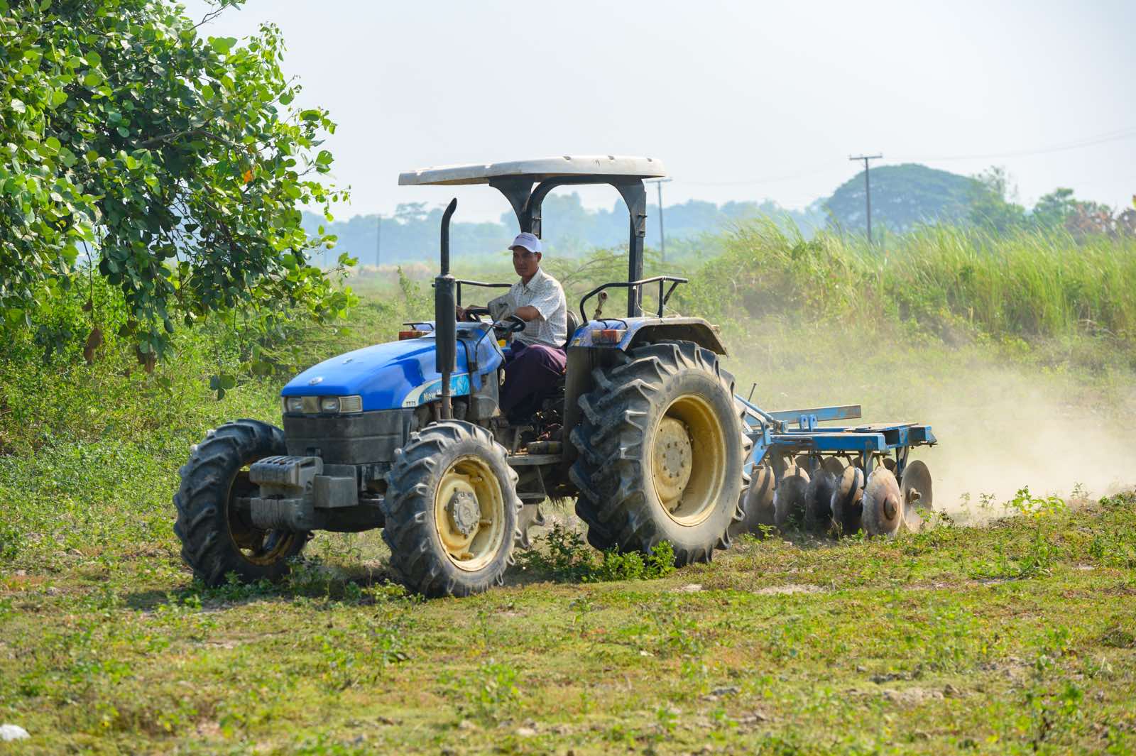 Monsoon agriculture season at Phayargyi branch