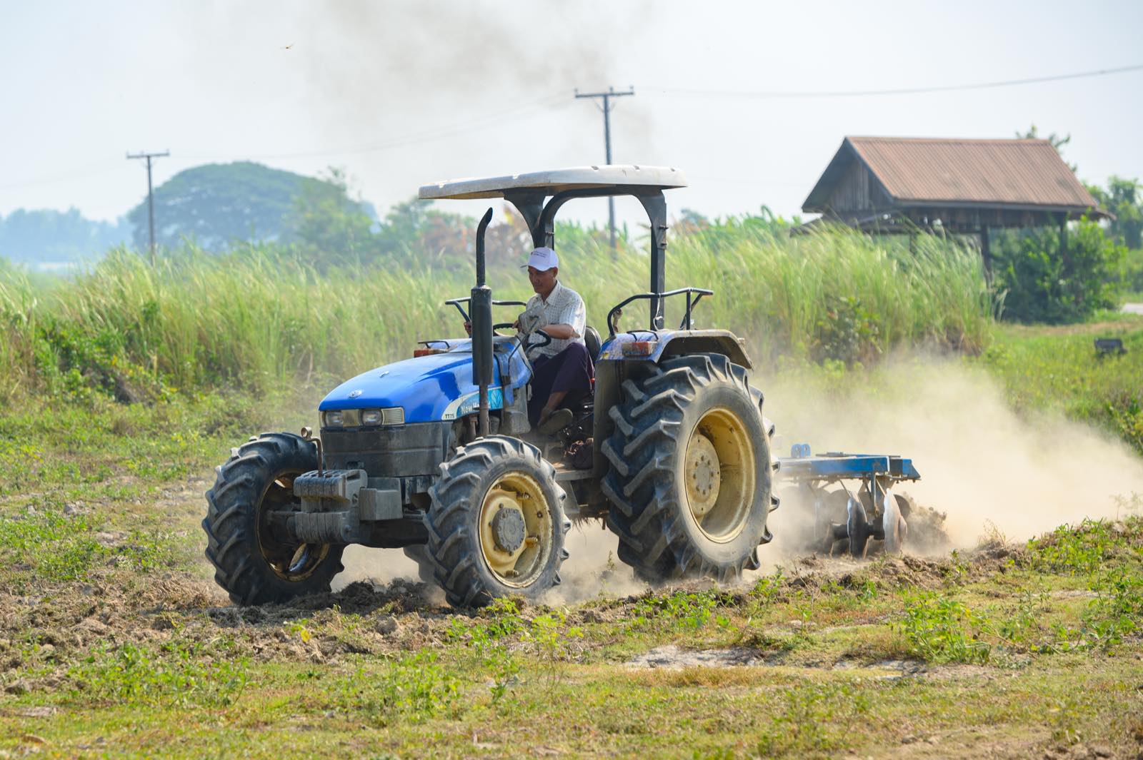 Monsoon agriculture season at Phayargyi branch